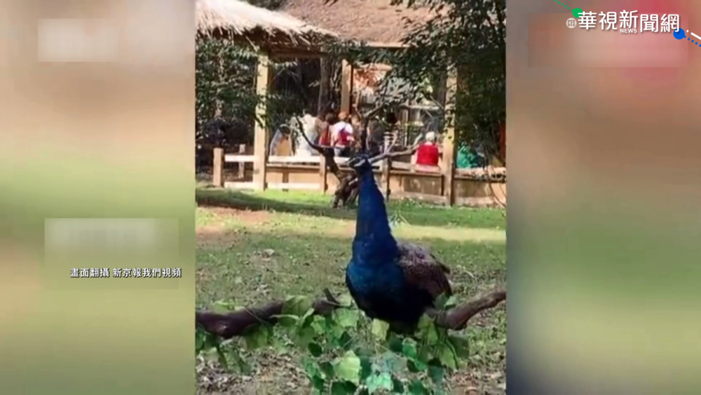 孔雀綁樹上! 景區人員:出自安全考量