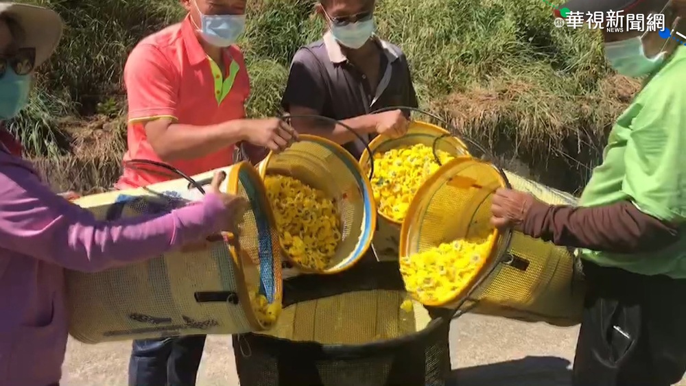 武陵農場打工換宿 日採20公斤杭菊惹議