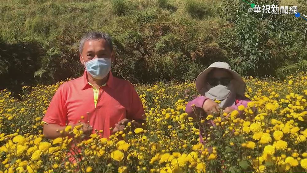 武陵農場打工換宿 日採20公斤杭菊惹議