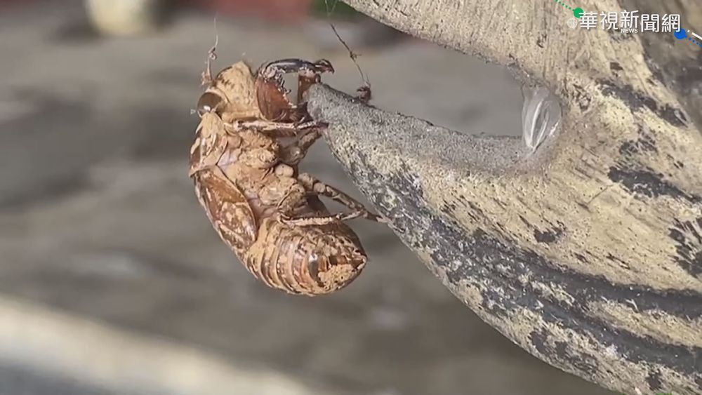 羽化大爆發! 天受宮到處上演"金蟬脫殼"