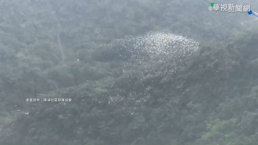 "黃頭鷺"成群過境 雲林古坑"遷徙秀'!