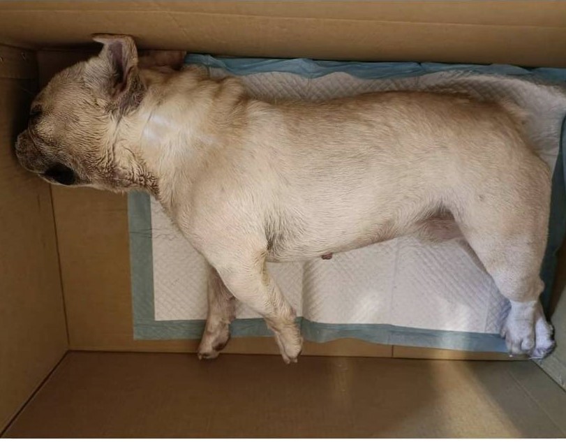 他忘開寵物烘箱 法鬥不幸熱衰竭死亡