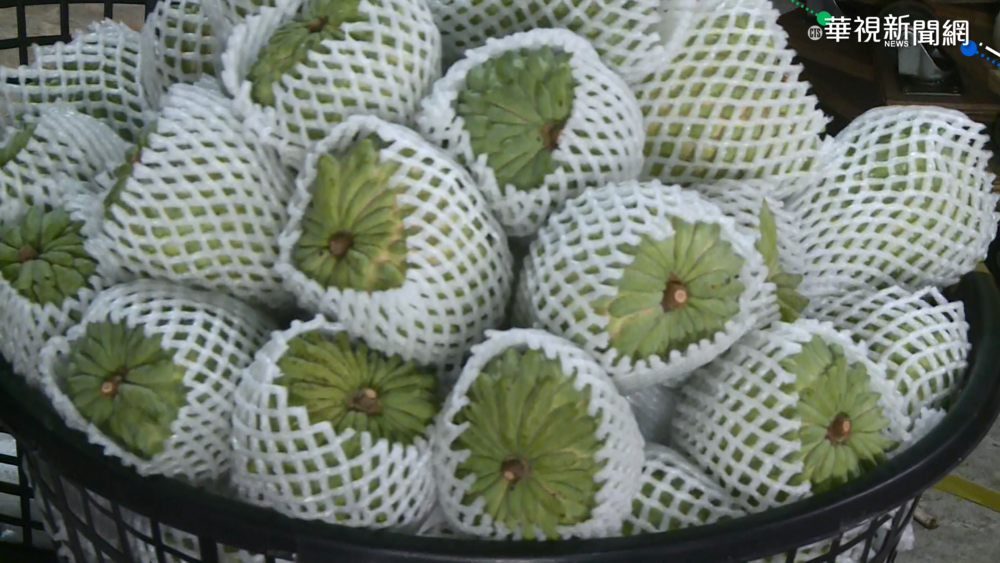 鳳梨釋迦銷中受阻 農民憂心血全無