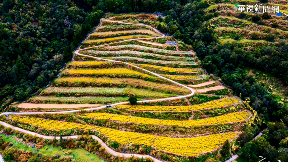 武陵農場百花盛開 山坡宛如調色盤