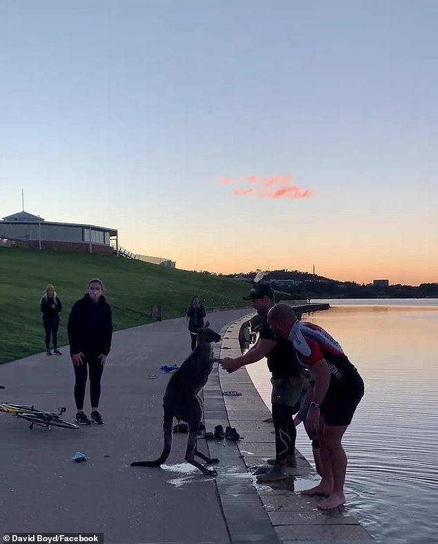 捨身救凍袋鼠 袋鼠抱男子道謝