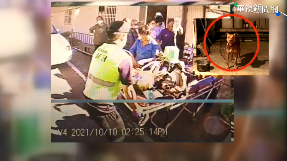 比特犬咬死人 男子逗狗遭咬斷股動脈