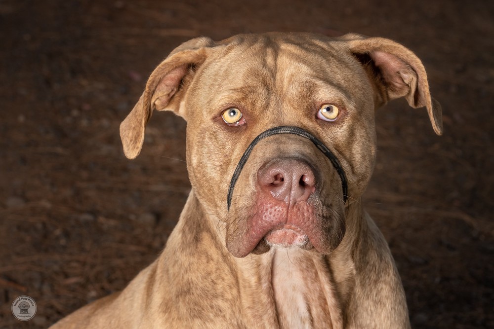 酒後調戲比特犬 遭咬動脈爆血亡