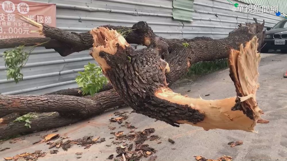 圓規強風吹倒路樹 波及女騎士遭壓傷