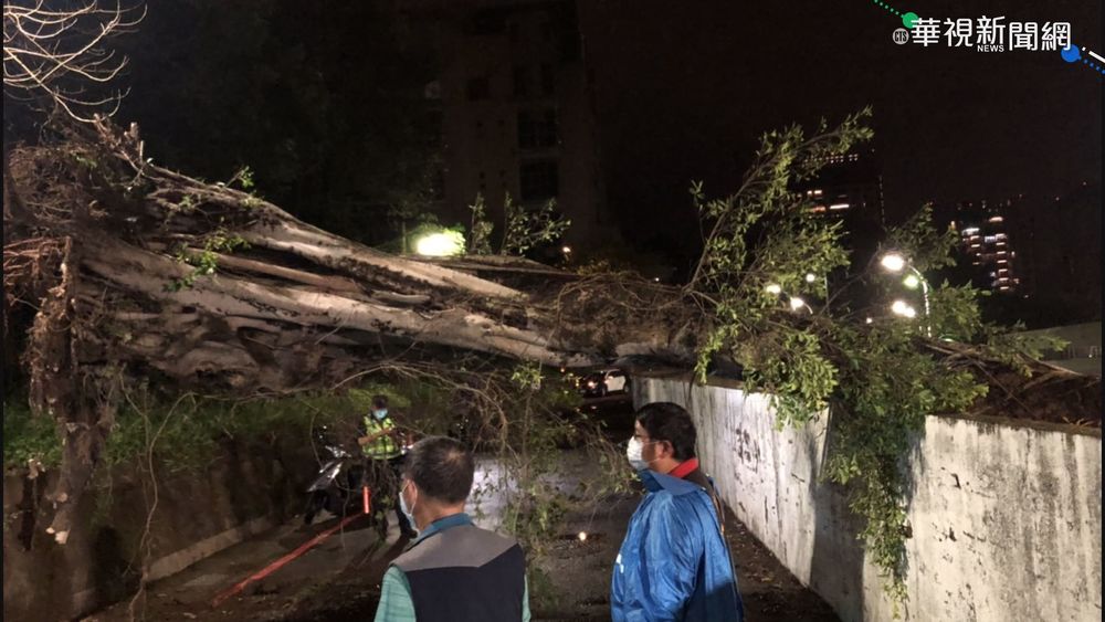 圓規颱強風驟雨襲 基隆路樹倒懸空中