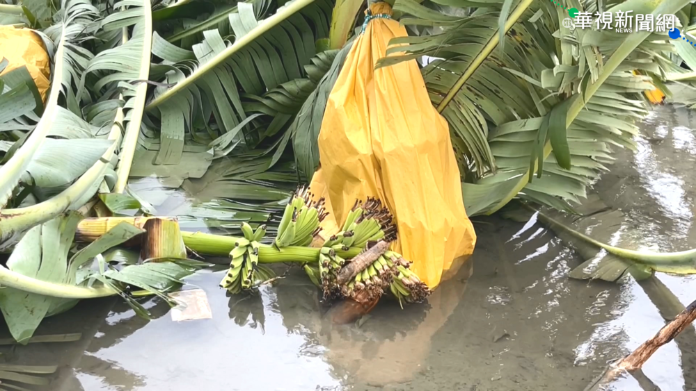 圓規風雨強襲花蓮 50頃香蕉園全毀!