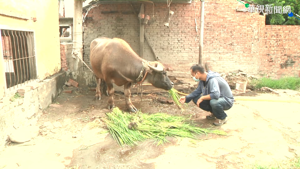 收養休耕水牛 青農推廣生命教育