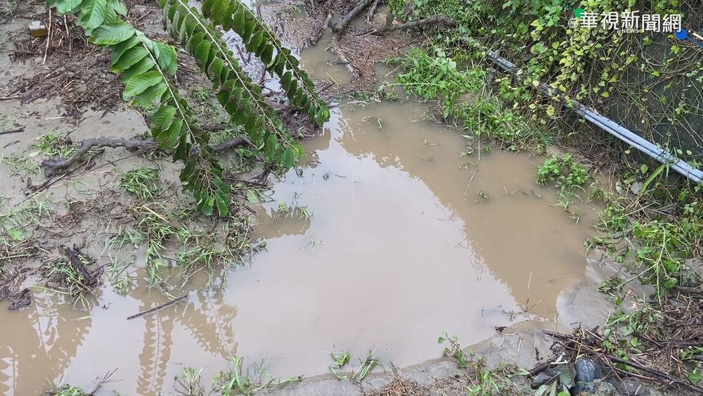 雨彈轟炸台東3天 鳳梨釋迦損失慘重
