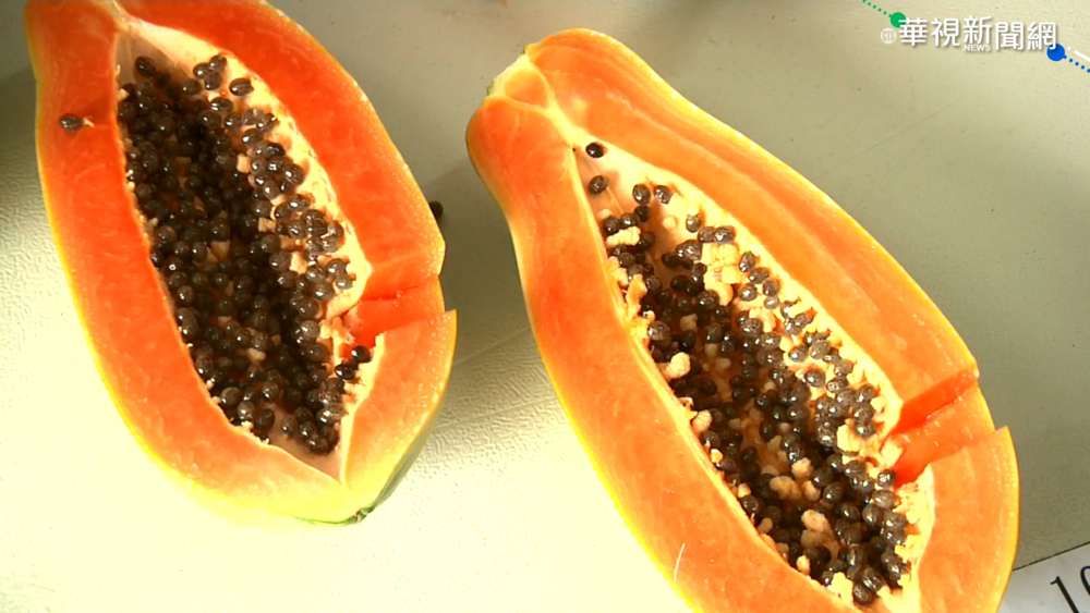 8月豪雨減產 林內鄉木瓜批發價飆4倍