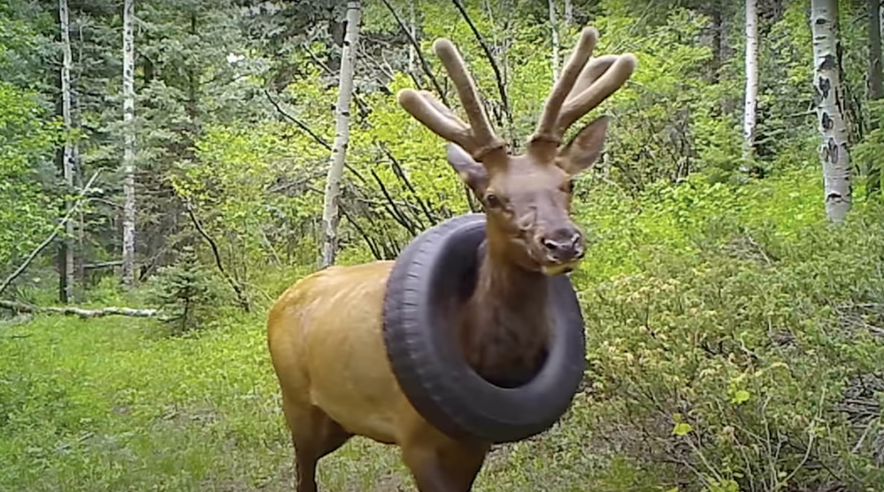 好心疼！麋鹿卡輪胎2年 不得已割鹿角重獲自由
