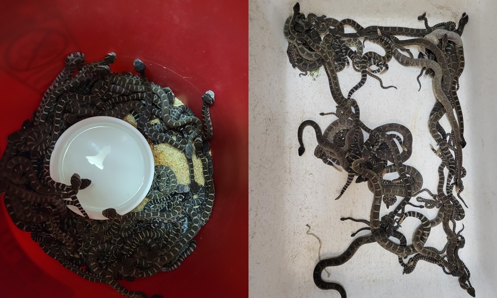 美國女住處驚見「92條響尾蛇」 救難員震驚：抓過最多的一次