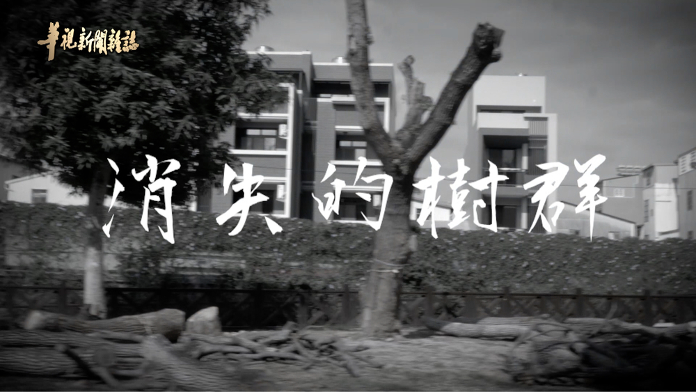 森林之殤 百棵樹倒的省思｜消失的樹群｜華視新聞雜誌