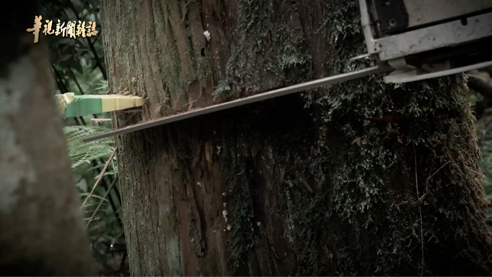 看不見的地底 樹倒的秘密｜消失的樹群｜華視新聞雜誌