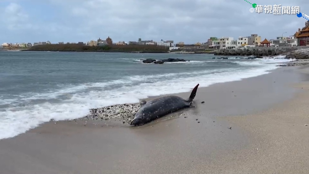 澎湖海洋悲歌 4米長鯨豚魂斷風櫃海灘