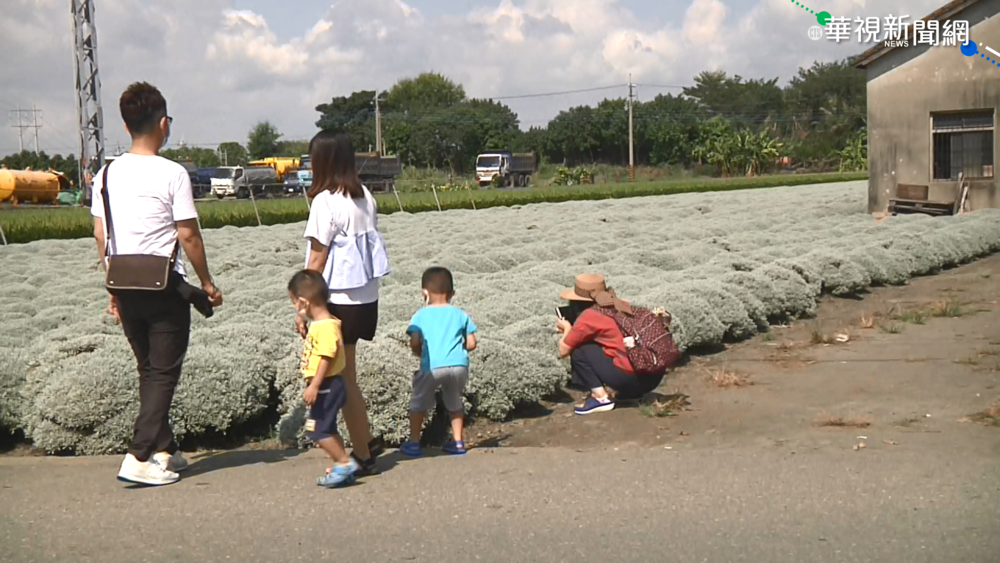 雲林千顆雪球波波草 圓滾滾草叢網美搶拍