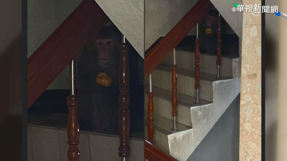 柴山獼猴調皮攀電桿搶食 居民:很好笑!