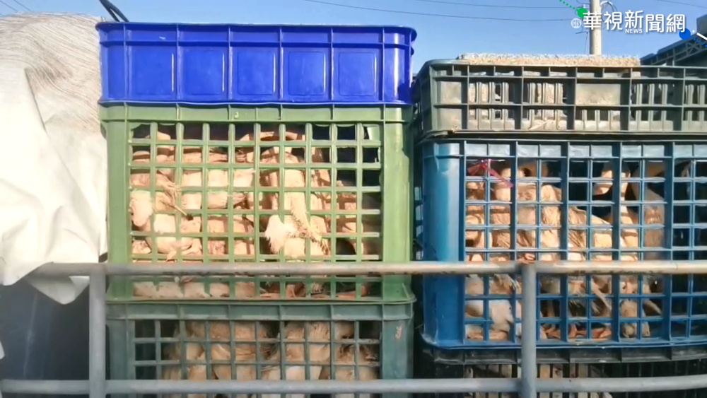 飼料價飛漲! 鴨農養不起 心痛送出蛋鴨