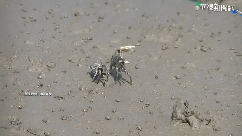 海岸過度開發 "旱招潮蟹"陷滅絕危機
