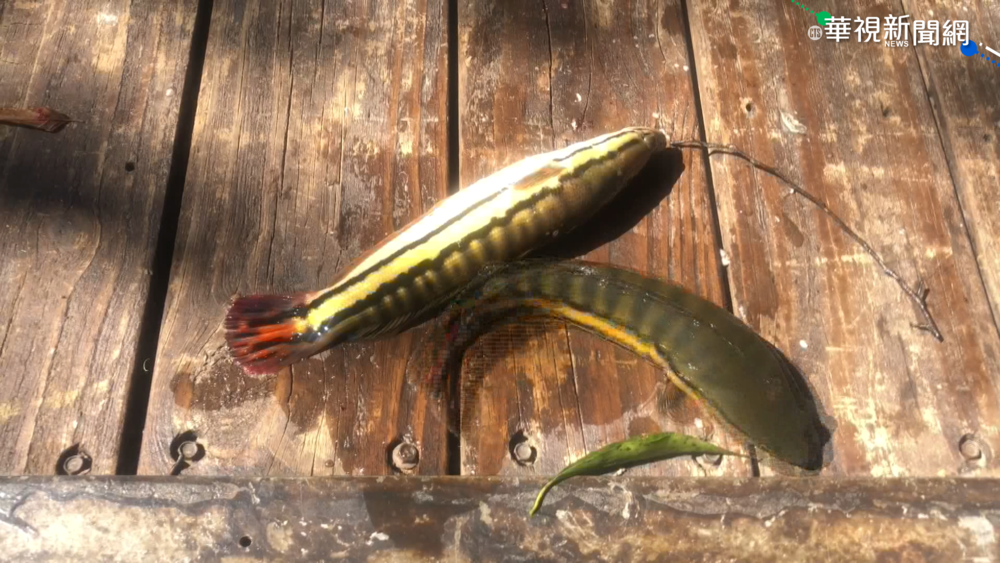 日月潭"惡霸"魚虎橫行 民眾直播關注