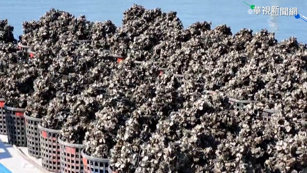 人口老化.進口衝擊 牡蠣產地陷困境