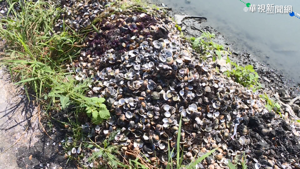 雲林沿海文蛤殼汙染 縣府要集中堆置