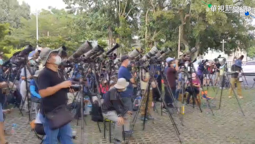 鳥友搶拍貓頭鷹夫妻 專家憂干擾繁殖