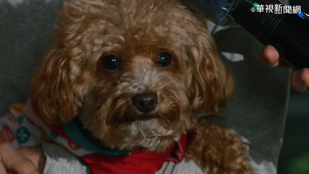 愛犬送寵物美容竟沒命 雇主揪無照業者