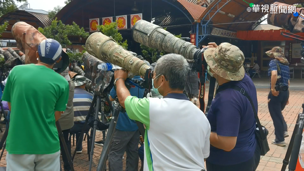 鳥友搶拍貓頭鷹夫妻 專家憂干擾繁殖