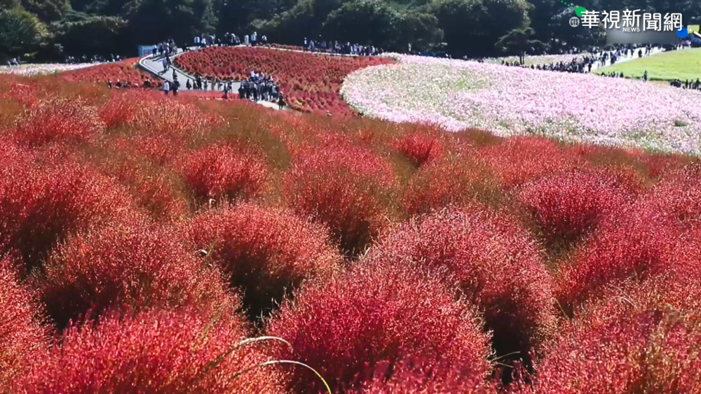 製香反變景點 嘉義現"粉紅波波草"