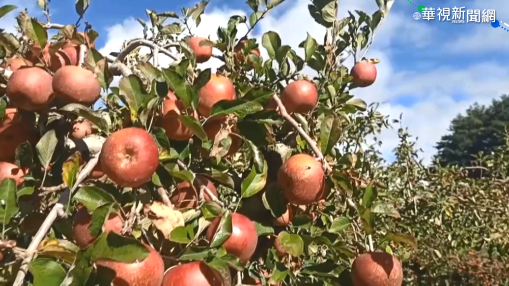 蜜蘋果太誘人! 農場"掛牌"提醒勿偷採