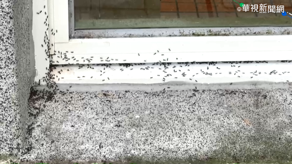 "疣胸琉璃蟻"侵花蓮民宅 居民喊殺不完