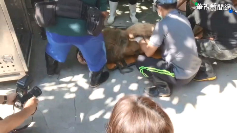 2年被迫搬3次家 30歲"獅王"命運坎坷