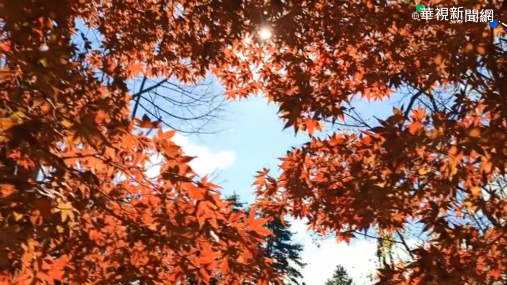 秋涼溫差大! 福壽山楓葉林轉紅 美翻