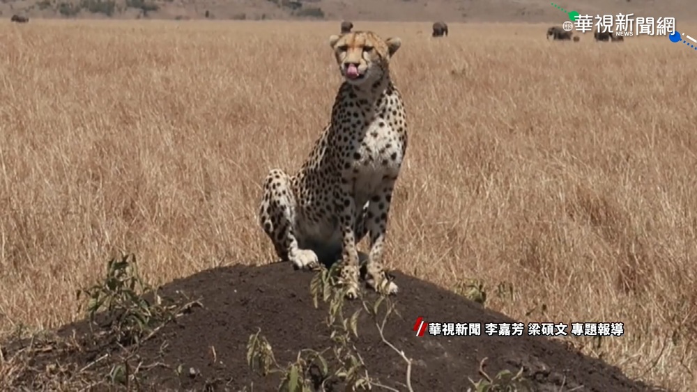 3千公里生存戰! 非洲大遷徙實境秀