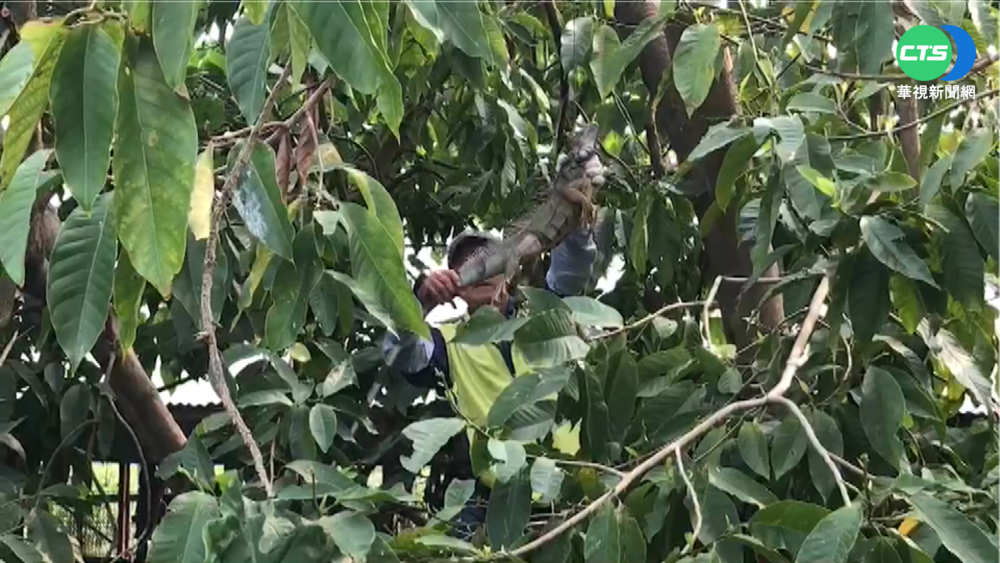 綠鬣蜥肆虐紅豆田 屏東"捕蜥"達人出動