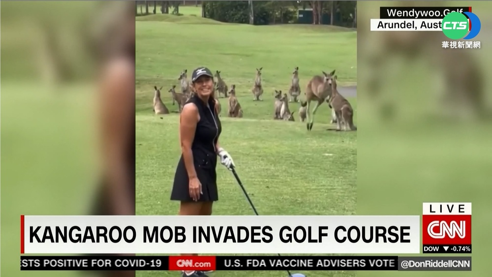 趣味觀賽? 袋鼠大軍亂入高爾夫球場