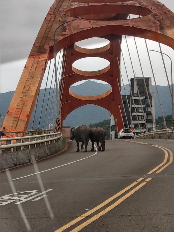 水牛一家3口汐止逛大街 警無奈殿後護送
