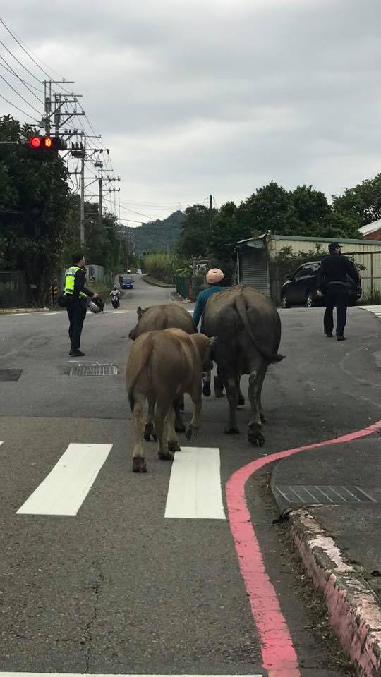 (翻攝臉書汐止聯盟)