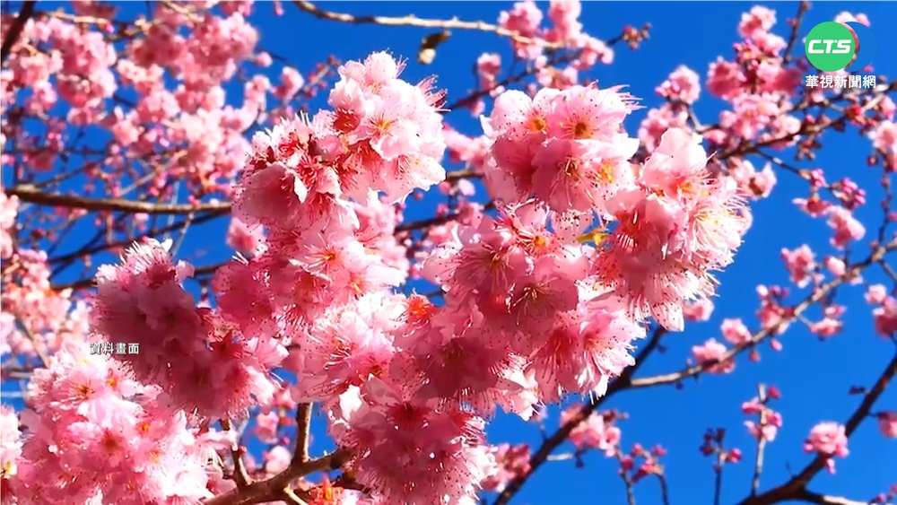 武陵農場櫻花季2月開跑 11月起預約