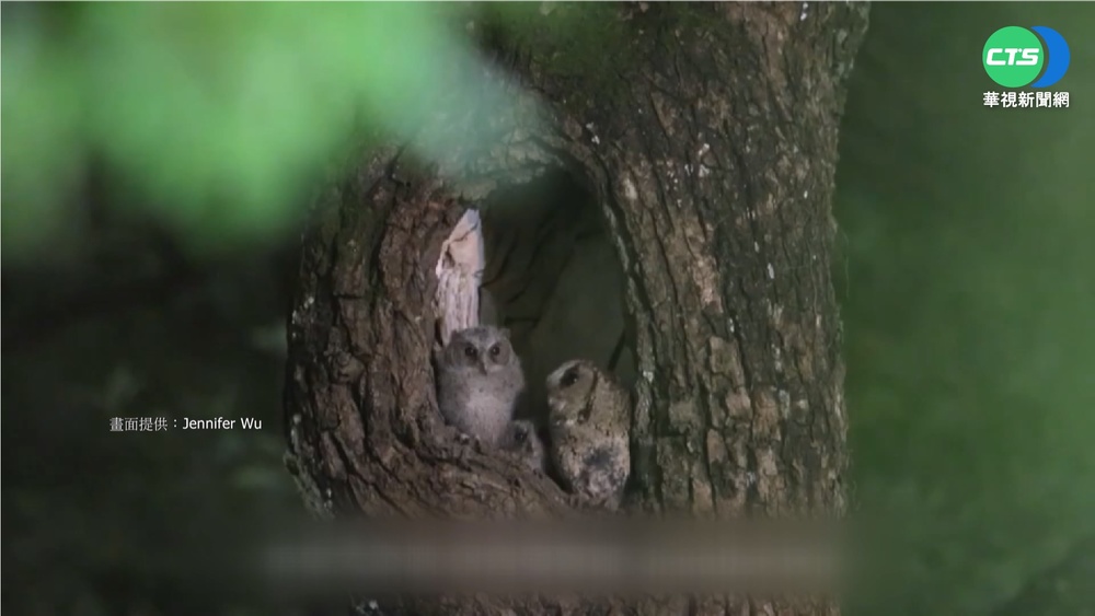 貓頭鷹Baby現身! 廟方拉紅龍"防護"