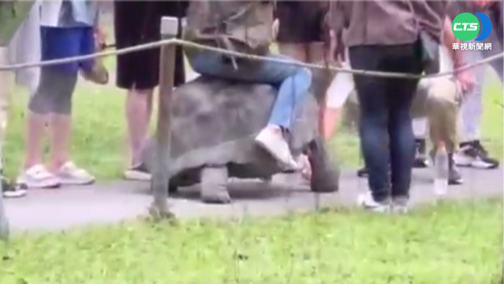 兆豐農場遊客脫序 騎象龜還拍照嘻笑