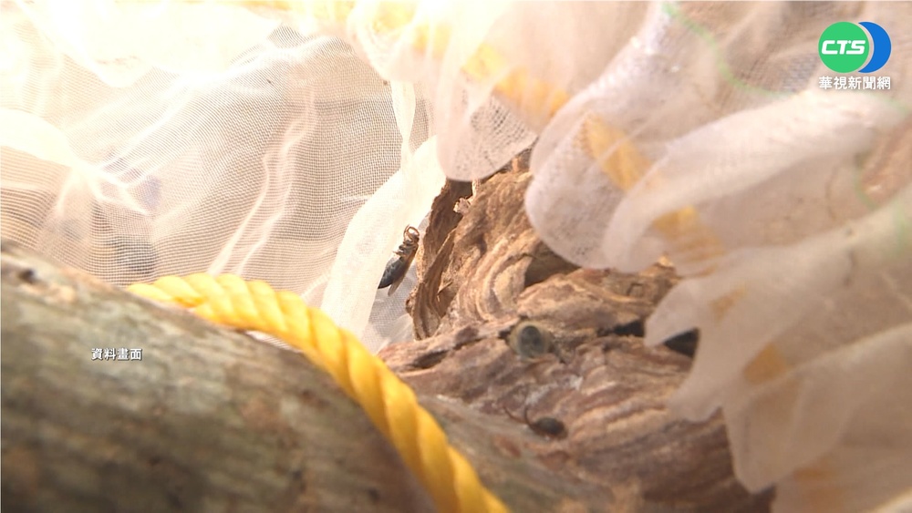 那瑪夏虎頭蜂攻擊38遊客 24人遭螫傷