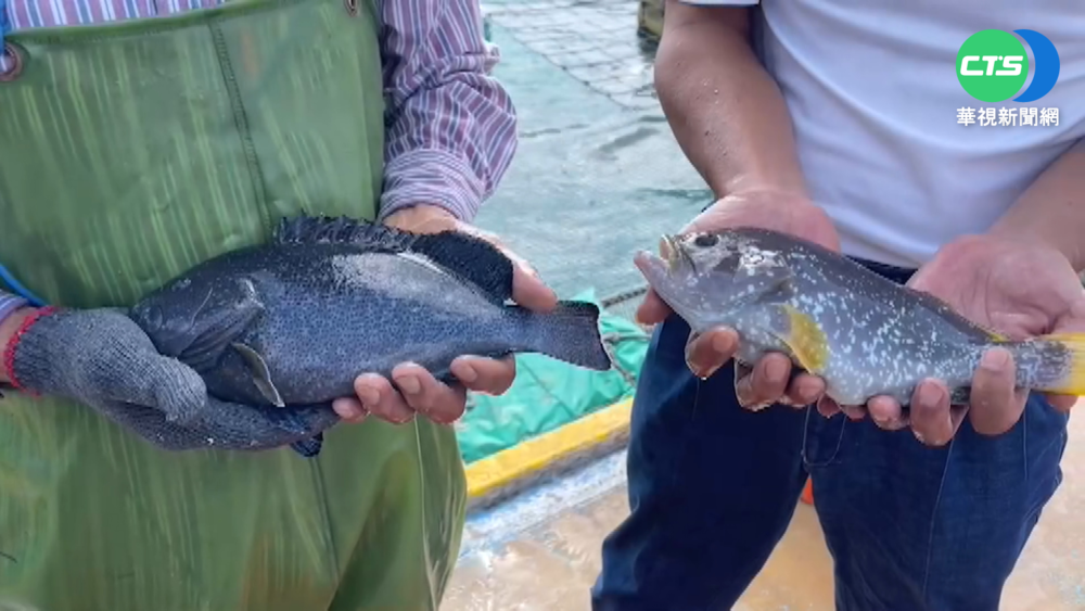 老饕有福了! 澎湖復育深海夢幻石斑