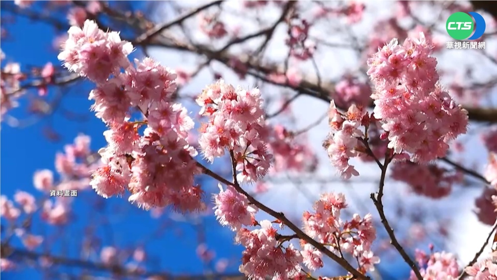 武陵櫻花季2月登場 近2千房5分鐘搶光