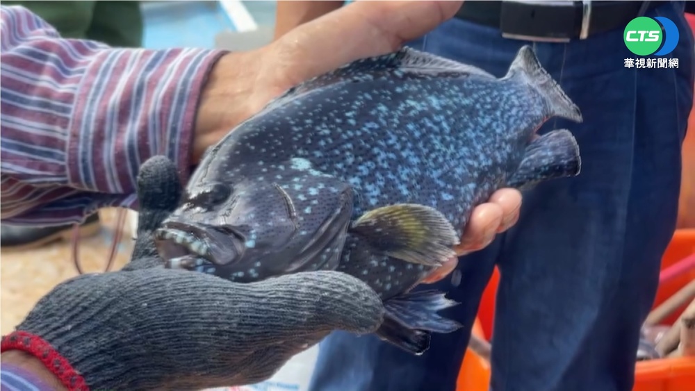 箱網養殖復育! 澎湖夢幻石斑.錢鰻再現