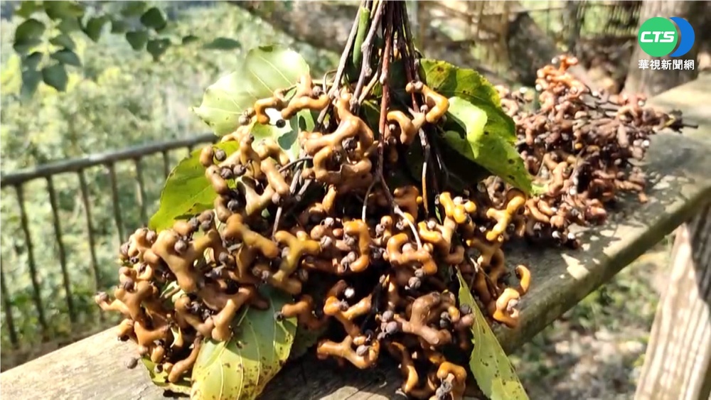 "麋鹿梨"扭曲貌如蟲 竟是長輩童年零食